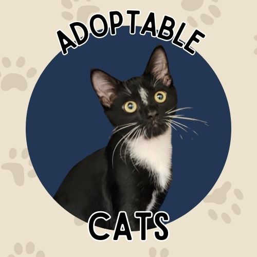 Adopt Cats